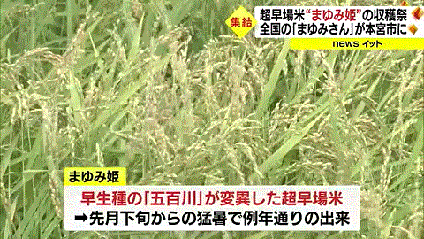早場米の稲刈りを報じる福島のローカルTV局・FTV