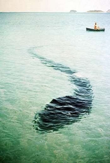 sea-serpent.jpg
