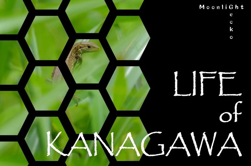 LIFE of KANAGAWA2