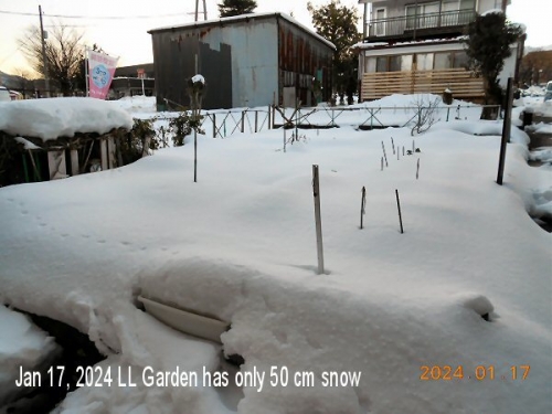 01c 600 20240117 LL Garden has only 50 cm snow