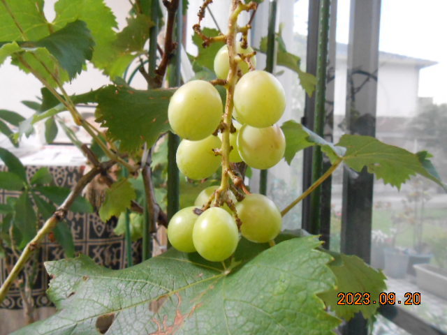 DSCN4936.jpg