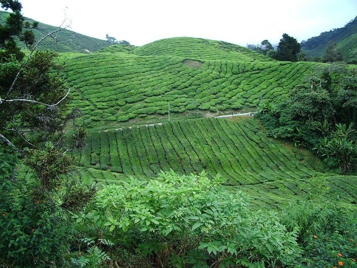 1-茶2004,12～2005、２　ＭＡＬＡＹＳＩＡ 075