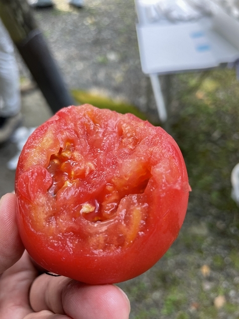 2292－トマトの丸かじり