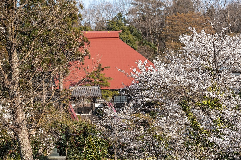 阿賀野市徳昌寺と桜