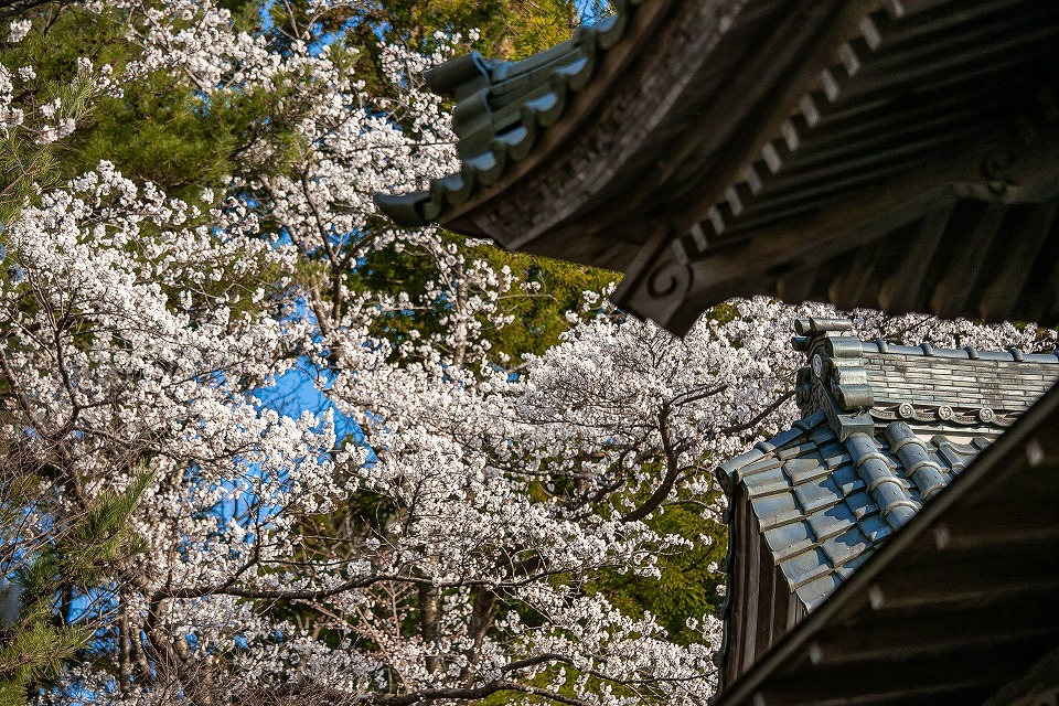 熊野神社の桜