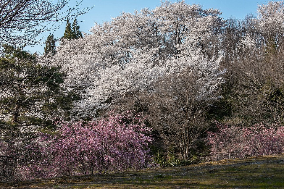 本田の桜の山