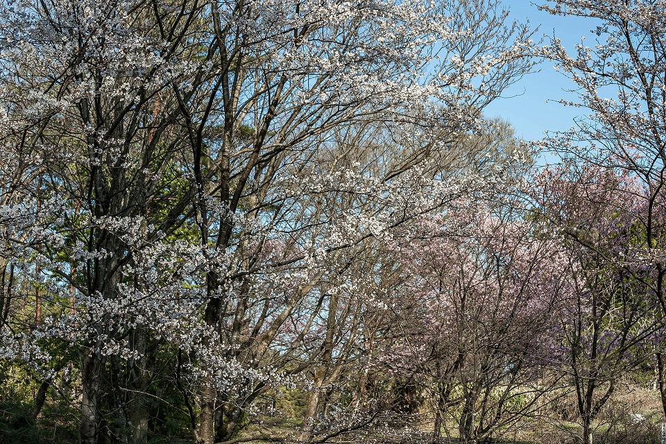 本田古所清水場裏の桜