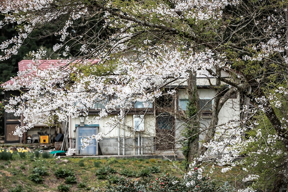 阿賀町豊美集落の桜
