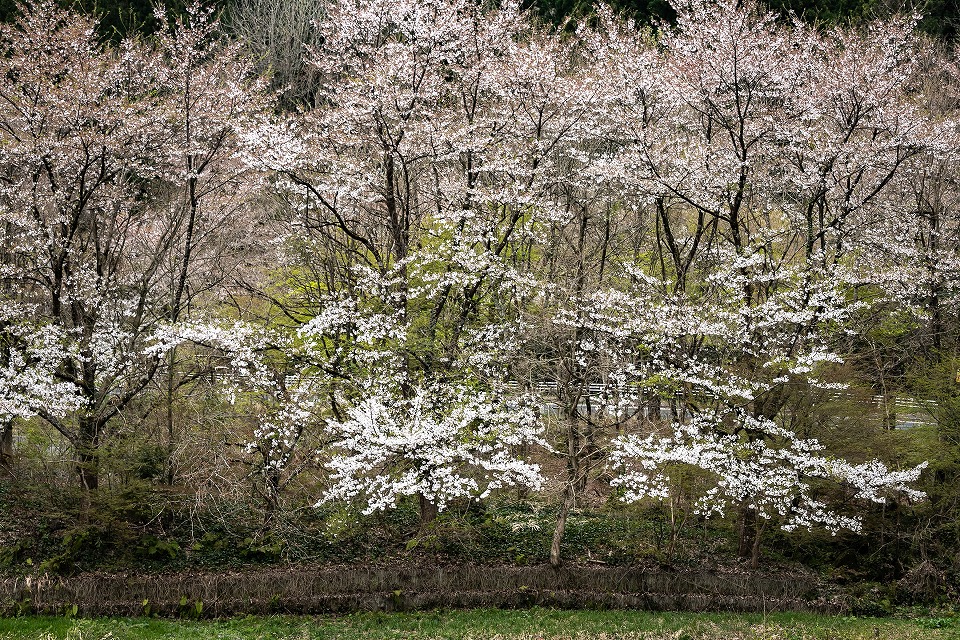 阿賀町豊実の山桜