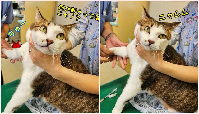 猫　予防接種