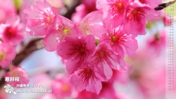 寒緋桜　沖縄の風景・デスクトップカレンダー２月