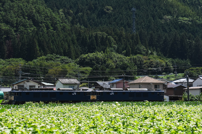 2023年8月26日撮影　西線貨物8084ﾚ　EF64-1049+1045号機　本山　蕎麦の花　3