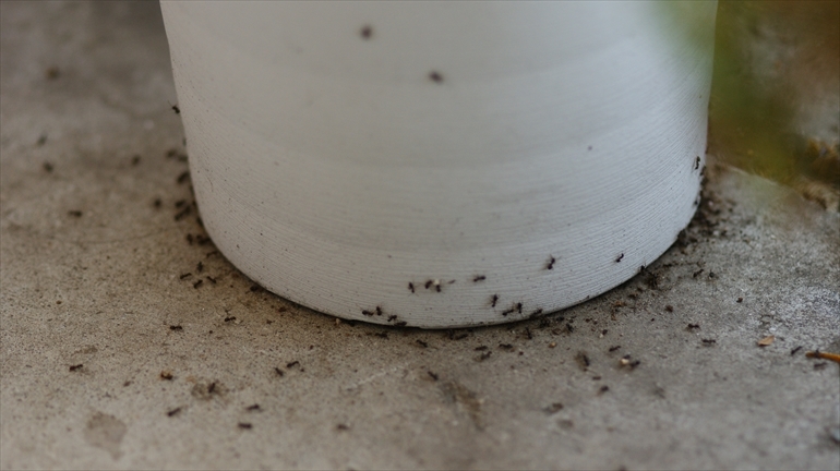 オステオスペルマムの鉢の下にアリの大群