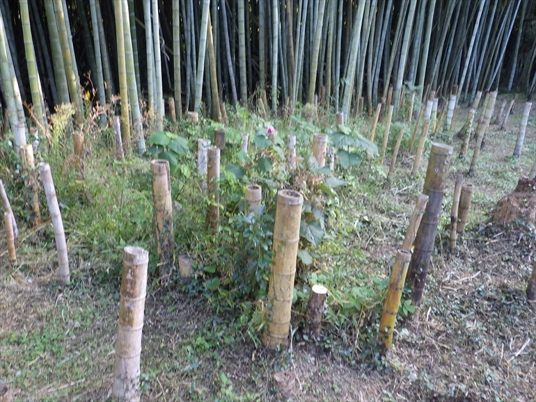 竹林に生い茂る雑草 除去前