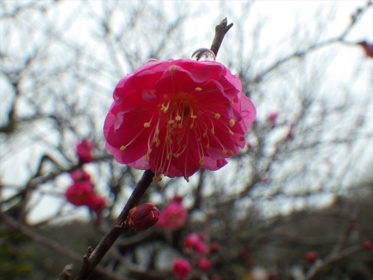 八重咲きの紅梅