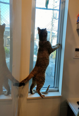 虫や鳥に興味のらん