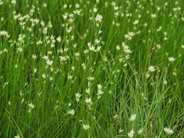 s白い花