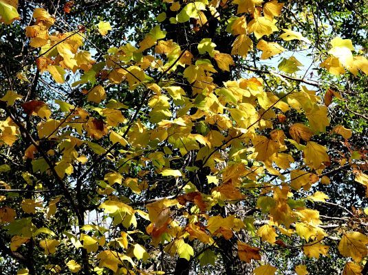 １－１．ユリノキの黄葉２３１１０７自然遺産の森 (48)