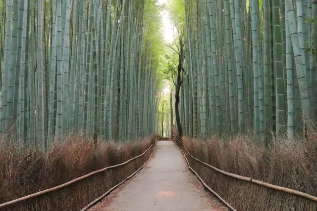 arashiyama2-kyoto.jpg
