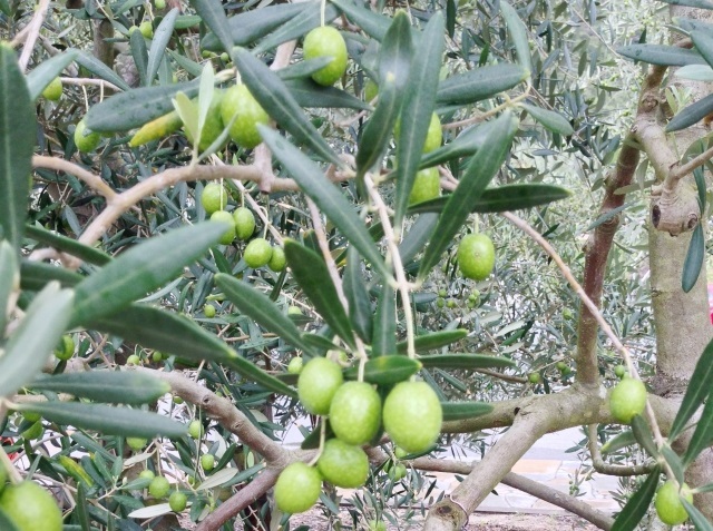 olive-kagawa.jpg