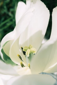 macro-shot-white-delicate-flower_23-2147836452.jpg