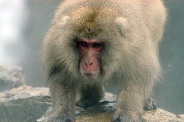 blog Angry Monkey 3, 6618-2.17.06 copy